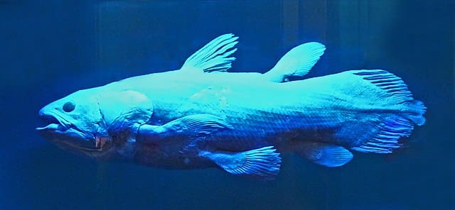 Homo Aprilis fatuus avait un régime presque exclusivement piscivore : il mange en majorité du poisson dont du coelacanthe !