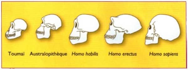 L'évolution humaine illustrée par des crânes, Hachette 2007